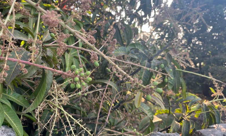 Pears are falling due to bad weather in Kutch - Mango farmers are worried