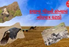 Significant decline in vulture numbers in Kutch; 885 vultures decreased in 15 years