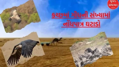 Significant decline in vulture numbers in Kutch; 885 vultures decreased in 15 years