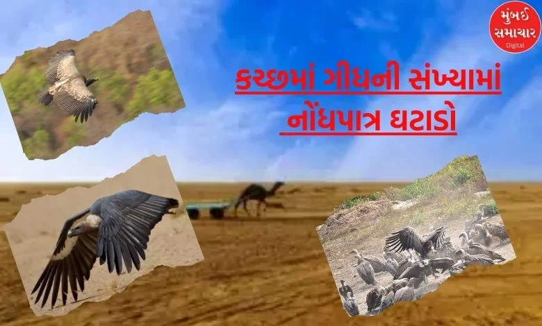 Significant decline in vulture numbers in Kutch; 885 vultures decreased in 15 years