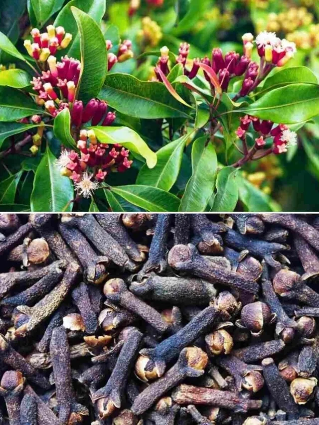 મોંઘાદાટ લવિંગ ઘરે જ ઉગાડો