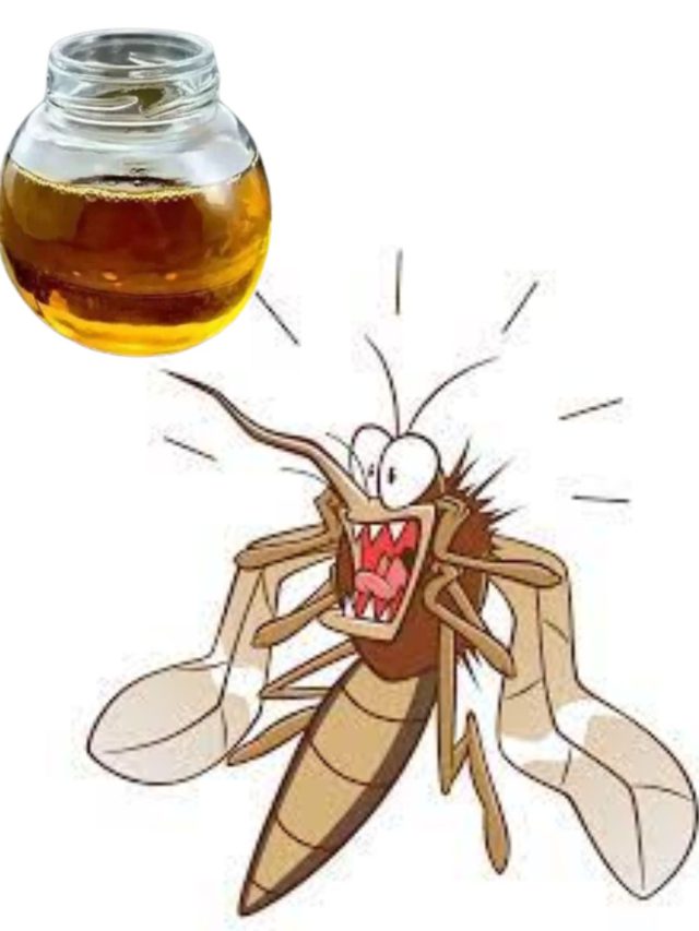 મચ્છર નામના અણગમતા મહેમાનોને આ રીતે ભગાડો