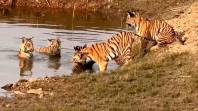 Tigress and her five cubs relaxing in a pond