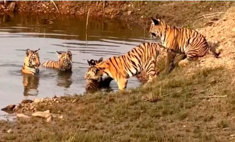 Tigress and her five cubs relaxing in a pond