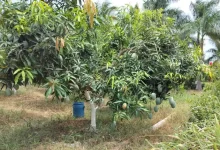 2000 tons of mangoes stolen in Navsari