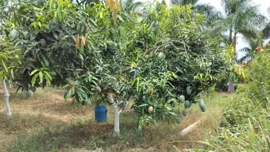 2000 tons of mangoes stolen in Navsari