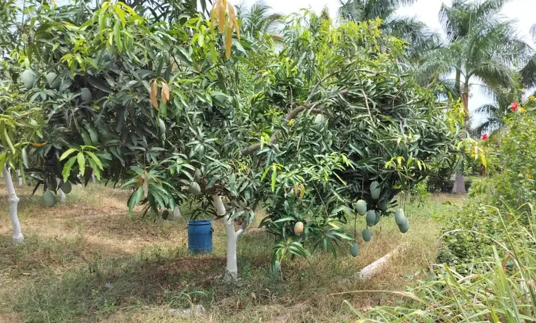 2000 tons of mangoes stolen in Navsari