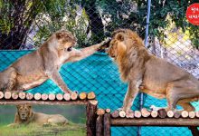 Asiatic lion census to be held in 11 districts of Gujarat over four days in two phases