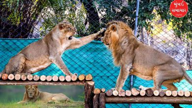 Asiatic lion census to be held in 11 districts of Gujarat over four days in two phases