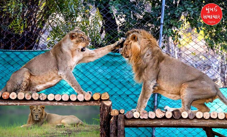 Asiatic lion census to be held in 11 districts of Gujarat over four days in two phases