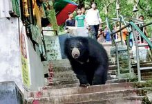 Bear goes for a walk alone, Sakkarbagh Zoo incident creates panic