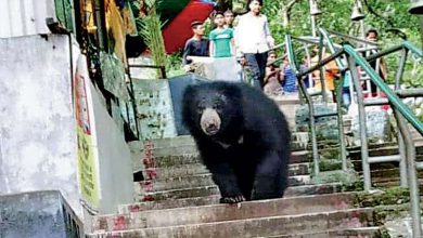 Bear goes for a walk alone, Sakkarbagh Zoo incident creates panic