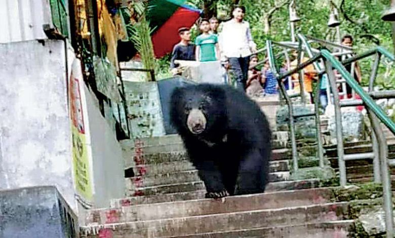 Bear goes for a walk alone, Sakkarbagh Zoo incident creates panic