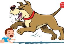 Dog tears apart newborn baby in Bhavnagar