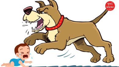 Dog tears apart newborn baby in Bhavnagar