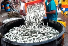 "Maharashtra Grants Agricultural Status to Fisheries Sector"