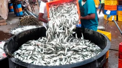 "Maharashtra Grants Agricultural Status to Fisheries Sector"