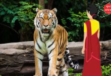 Five women mauled to death by tiger in Chandrapur in three days