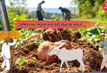 ગુજરાતમાં ખેડૂતોની વધતી મુશ્કેલી: કૃષિ NPA ₹6127 કરોડ પર પહોંચી