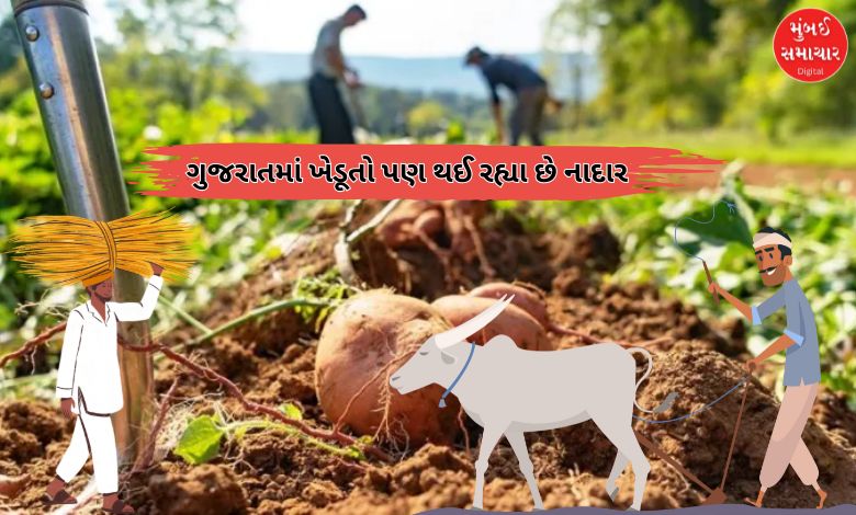 ગુજરાતમાં ખેડૂતોની વધતી મુશ્કેલી: કૃષિ NPA ₹6127 કરોડ પર પહોંચી