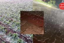 Hailstorm in Banaskantha, increasing concern among farmers across the state