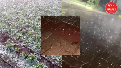 Hailstorm in Banaskantha, increasing concern among farmers across the state