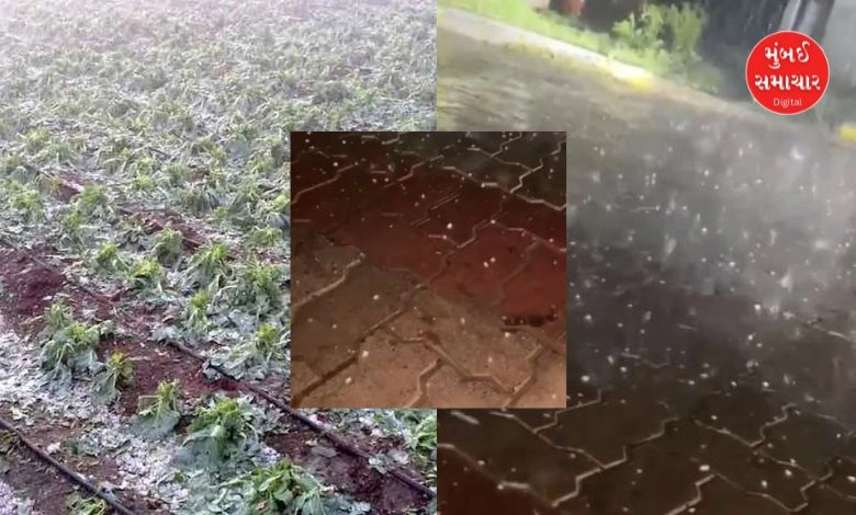 Hailstorm in Banaskantha, increasing concern among farmers across the state