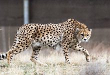 The number of cheetahs is decreasing in Iran, now it wants to learn from India about cheetah management