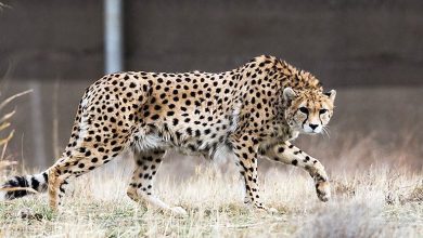 The number of cheetahs is decreasing in Iran, now it wants to learn from India about cheetah management