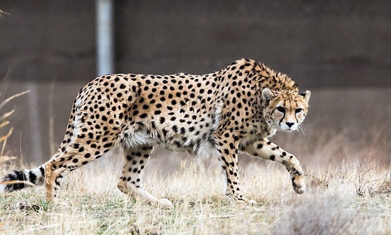 The number of cheetahs is decreasing in Iran, now it wants to learn from India about cheetah management