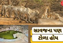 તરસ્યા સાવજોને સથવારો ખપે: એશિયાઈ સિંહની ગણતરી વખતે જોવા મળ્યો અલભ્ય નજારો