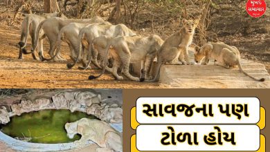 તરસ્યા સાવજોને સથવારો ખપે: એશિયાઈ સિંહની ગણતરી વખતે જોવા મળ્યો અલભ્ય નજારો