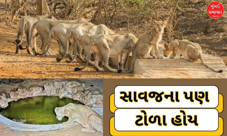 તરસ્યા સાવજોને સથવારો ખપે: એશિયાઈ સિંહની ગણતરી વખતે જોવા મળ્યો અલભ્ય નજારો