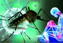 Maharashtra Chikungunya Increase Monsoon