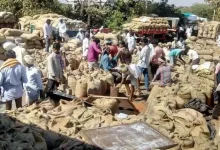 Maharashtra Tur Purchase Payment Delay Farmers Worried