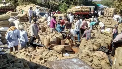 Maharashtra Tur Purchase Payment Delay Farmers Worried