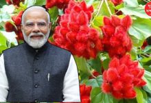 ગુજરાત મુલાકાત વખતે પીએમ મોદીને સિંદૂરનો છોડ મળ્યો, જાણો છોડનું મહત્ત્વ?