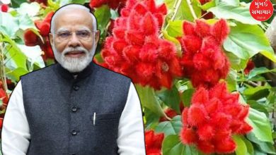 ગુજરાત મુલાકાત વખતે પીએમ મોદીને સિંદૂરનો છોડ મળ્યો, જાણો છોડનું મહત્ત્વ?