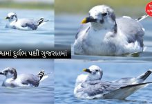 આર્કટિકથી સીધું ગુજરાતનું અતિથિ! નળ સરોવરમાં દેખાયું દુર્લભ 'સબાઇન ગલ' પક્ષી