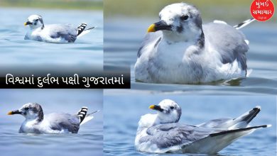 આર્કટિકથી સીધું ગુજરાતનું અતિથિ! નળ સરોવરમાં દેખાયું દુર્લભ 'સબાઇન ગલ' પક્ષી