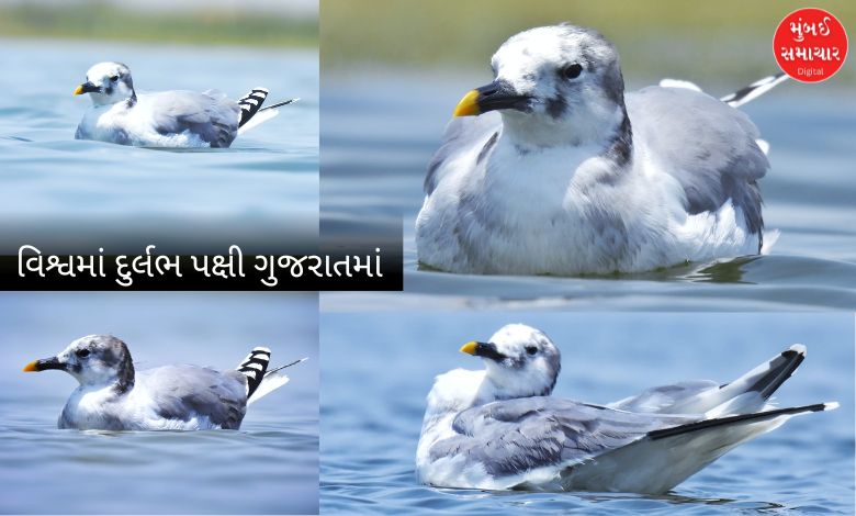 આર્કટિકથી સીધું ગુજરાતનું અતિથિ! નળ સરોવરમાં દેખાયું દુર્લભ 'સબાઇન ગલ' પક્ષી
