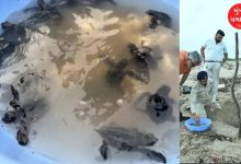 The Forest Department safely released 13 baby Olive Ridley turtles back into the Mandvi Sea