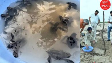 The Forest Department safely released 13 baby Olive Ridley turtles back into the Mandvi Sea