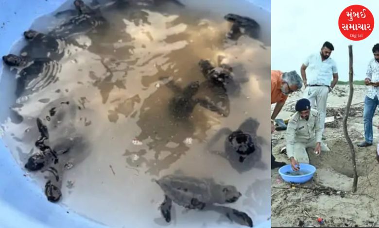 The Forest Department safely released 13 baby Olive Ridley turtles back into the Mandvi Sea