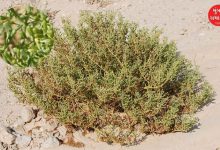 This species was found in Kutch.
