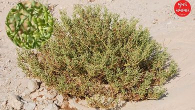 This species was found in Kutch.