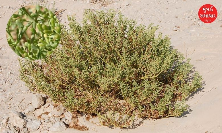 This species was found in Kutch.