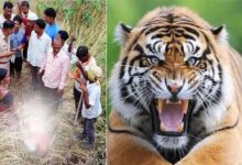 મહારાષ્ટ્રના ચંદ્રપુરમાં વાઘનો ફફડાટઃ 13 દિવસમાં 9 મોતથી હાહાકાર