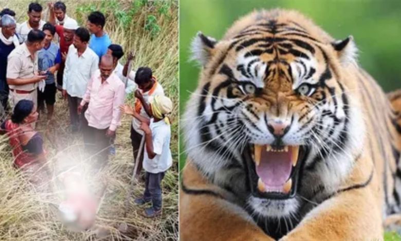 મહારાષ્ટ્રના ચંદ્રપુરમાં વાઘનો ફફડાટઃ 13 દિવસમાં 9 મોતથી હાહાકાર