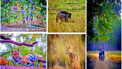 ટ્રાવેલ પ્લસ : કાન્હા રાષ્ટ્રીય ઉદ્યાન ભારતના સહુથી ખૂબસૂરત જંગલમાં વાઘના બારણે ટકોરા!